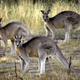 ** FILE ** In this March 15, 2008 file photo, kangaroos are seen at the Belconnen Naval Transmission Station near Canberra, Australia. They bounce across the roof of Parliament House. They collide with cars. They come in through the bedroom window. Canberra, Australia's capital, has a problem _ too many kangaroos. (AP Photo/Mark Graham, File)